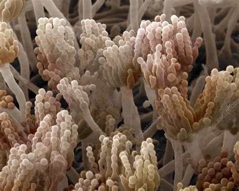 Fungus Aspergillus Niger - Aspergillus niger fungus, SEM - Stock Image - C057/7627 - Science Photo ...