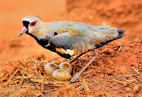 Ovo De Quero Quero - Foto quero-quero (Vanellus chilensis) Por Douglas Oliveira | Wiki Aves ...
