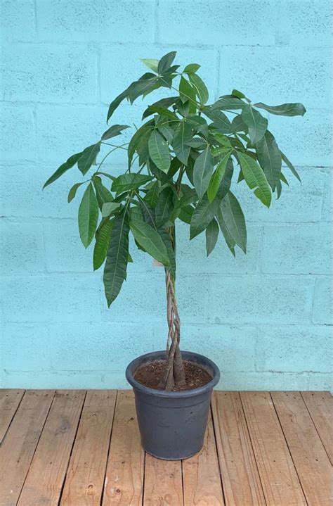 Árvore do Dinheiro - Pote 30 (Pachira glabra) > [Mercado Verde ...