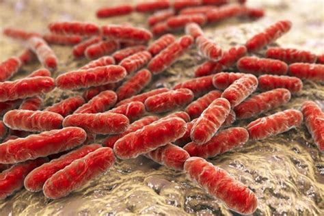 brucella bacteria  brucellosis food info blog