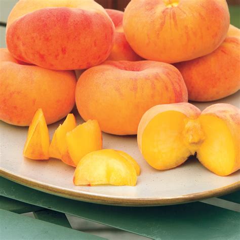 fertilizer for peach tree 8