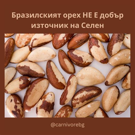 Холистично здраве с карнивор диета
