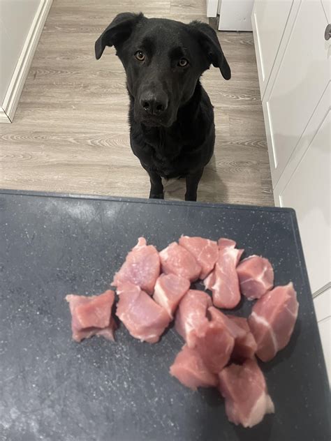 Can Dogs Live On Just Dry Food at Keira Crampton blog