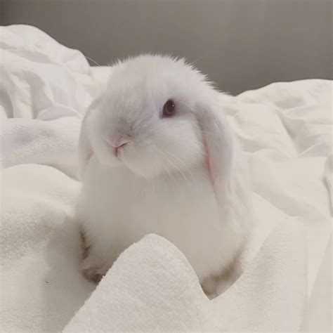 meet mick  mini lop house rabbit cute cute baby bunnies cute