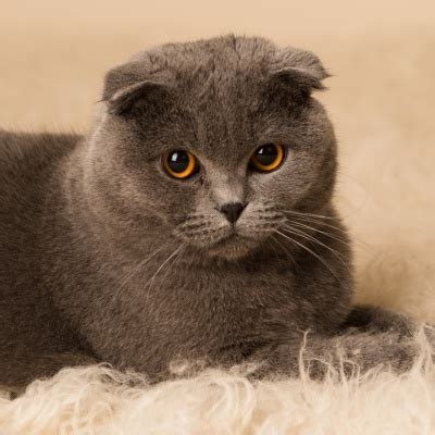 The Scottish Fold: origin, temperament, health and price