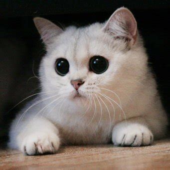 Белая | Wiki | •Ролевая•| Коты-Воители Amino