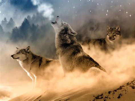Loba Animal De Poder - Qué significa el lobo como animal de poder