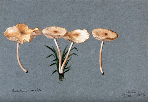 Fairy ring mushroom (Marasmius oreades): four fruiting bodies
