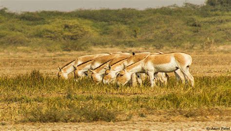 15 Best Wildlife Sanctuaries In Gujarat For The Nature Lovers In 2025!