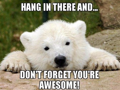 20 Hang In There Meme To Motivate You - SayingImages.com