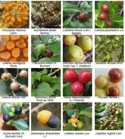 wild edible fruits  hassan forest division karnataka india