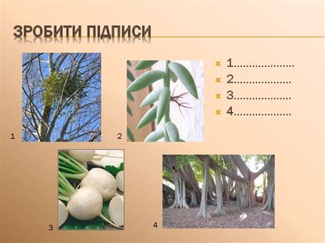Корінь. Кореневі системи. Видозміни кореня - online presentation
