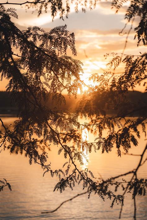 Free picture: acacia, branches, backlight, sunset, silhouette, sunrays ...