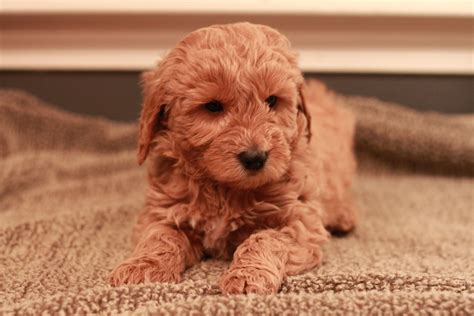Red Goldendoodle Puppy - 7 Weeks Old