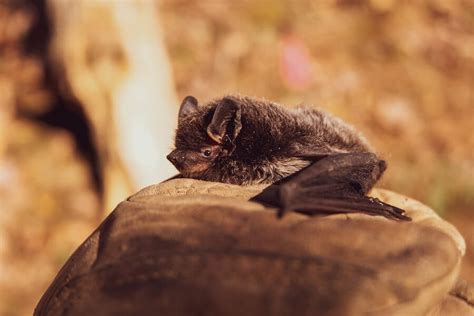 How To Attract Bats In UK Gardens | Garden Benches Blog