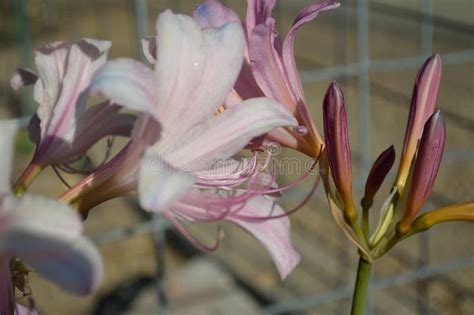 naked lady resurrection lilies lycoris squamigera flowers buds