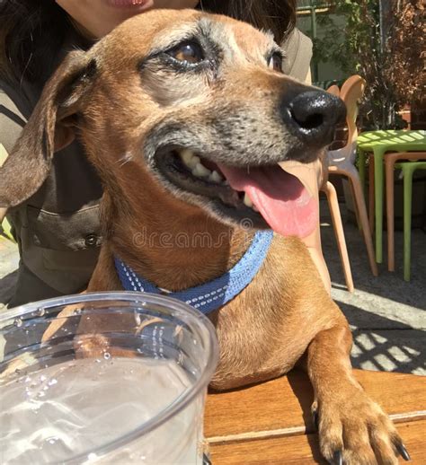 Sweet, Adorable Brown Dachshund Mix with Tongue Out Stock Image - Image ...