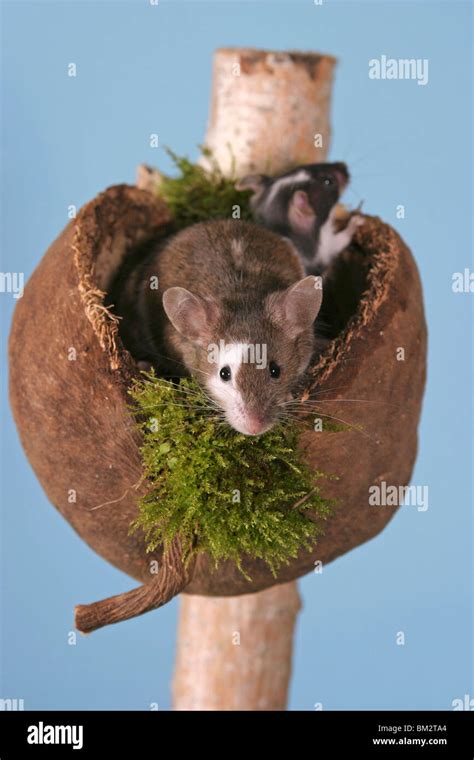 Maus / mouse Stock Photo - Alamy