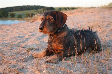 Free Images : beach, pet, hound, hunting dog, vertebrate, dog breed ...