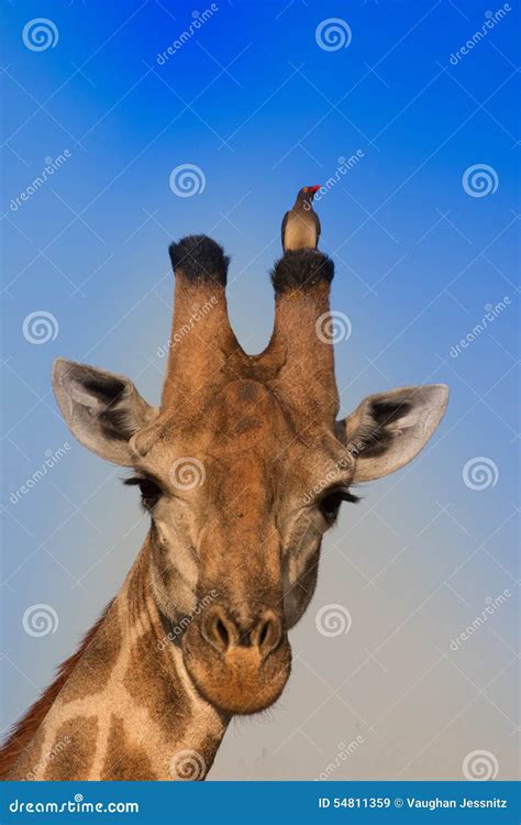 Sitting Giraffe 3 Stock Image | CartoonDealer.com #201892465