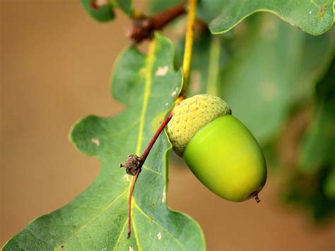 oak tree  equinest