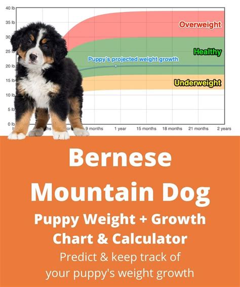Bernese Mountain Dog Weight+Growth Chart 2022 - How Heavy Will My ...
