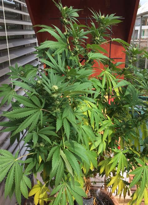 Strain-Galerie: Jamaican Pearl (Sensi Seeds) PIC #14036 von Sensi Seeds