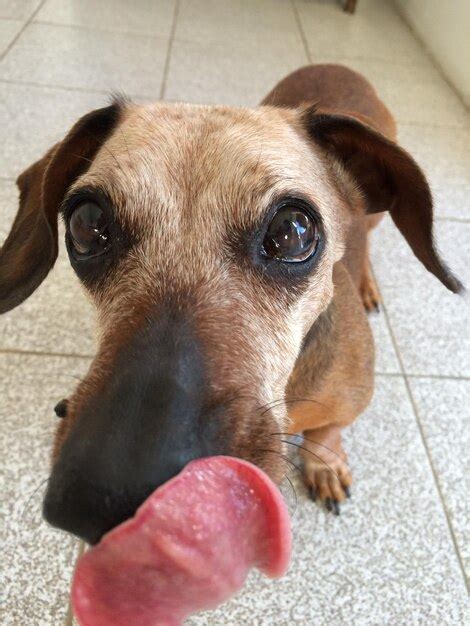 Cachorro Lambendo A Bucetinha Da Novinha