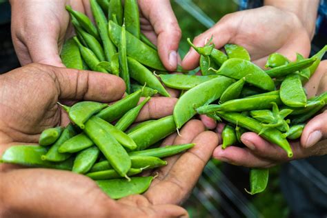 Can Organic Feed the World? - Rodale Institute