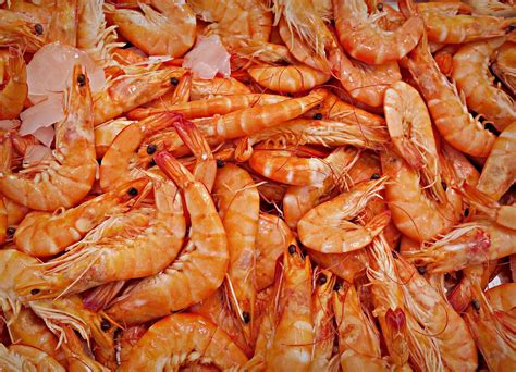 무료 이미지 : 식품, 해물, 물고기, 무척추 동물, 어시장, 요리 한, 먹기, 영양물 섭취, 절지 동물, 왕새우, 단백질 ...