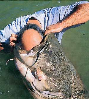 Рекордные рыбы :: Giantic fish (view from Russia) рыба Рыба рыбак Рыбак ...