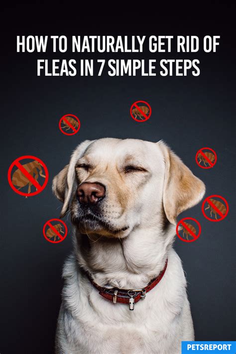 how to get rid of fleas on rabbits naturally