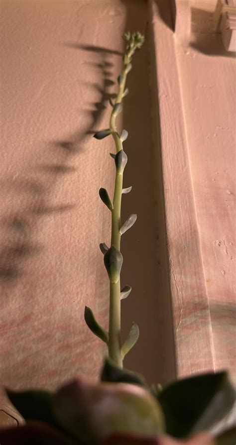 flower stalk rsucculents
