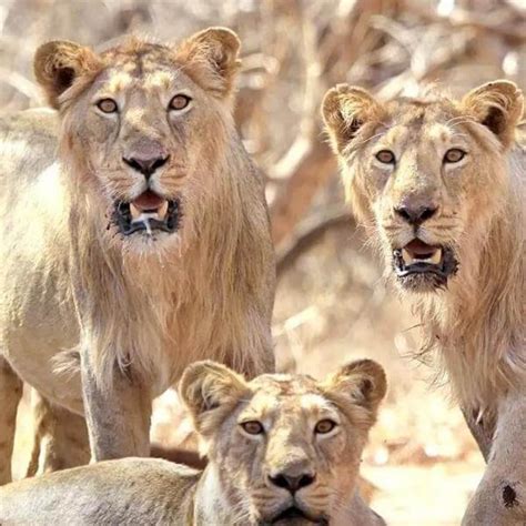 Gir Lion Safari - Wildlife Safari World