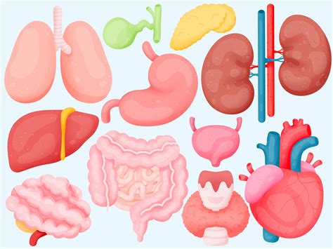 human body organs clipart