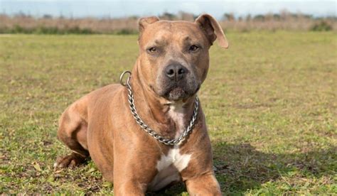 American Staffordshire Terrier Colors [All 18 Amstaff Colors]