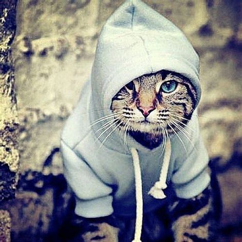 180 фото котов на аву