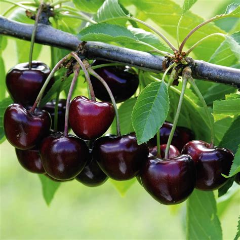 Trešnė ‘Carmen’ | Tado Ūkis