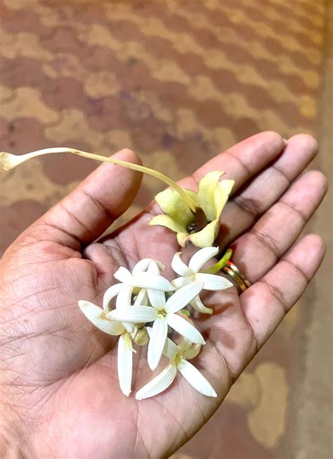 embracing  vibrancy  vasant ritu  dr pranitas blog apr