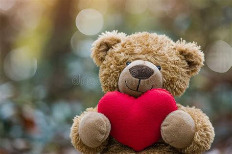 A Cute Valentine Teddy Bear Holding a Romantic Red Love Heart Stock ...