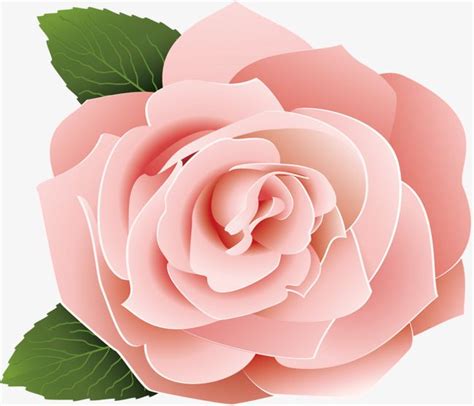 a pink rose with green leaves on a white background