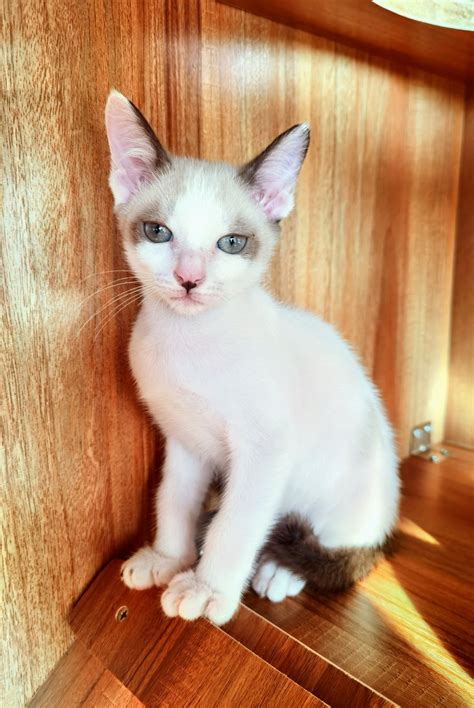 Domestic Short Hair Kitten Adopted - 7 Months, Vanilla from Taman
