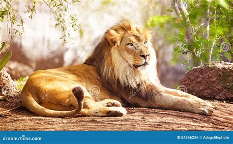 117 African Lion Laying Forest Stock Photos - Free & Royalty-Free Stock ...