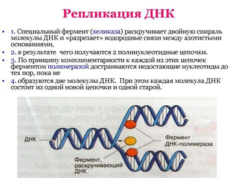 объясните процесс редупликации ДНК - Школьные Знания.com