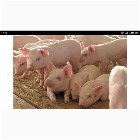 Продам поросят, купить поросят, Житомирская обл — Agro-Ukraine