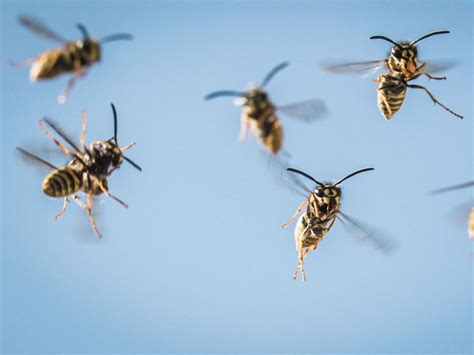 Swarms Of ‘Unemployed And Drunk’ Wasps With A Mean Sting Are Hitting