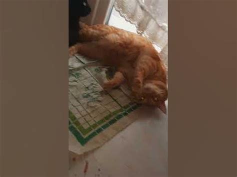 Это нас огорчит, но не остановит 🤣 😻🤗♥ #котики #котмурлыка #любимка # ...