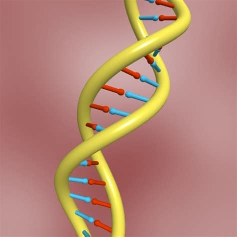 dna double  model