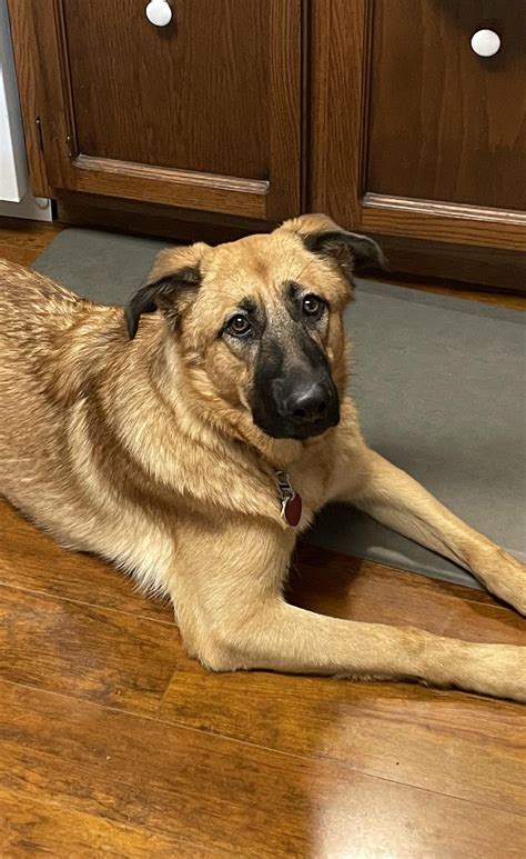 Anatolian Shepherd German Shepherd Mix Anatolian Shepherds — Hills