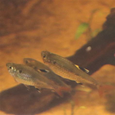 X-ray Tetra